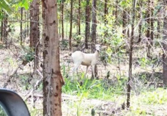 Registro raríssimo: veado campeiro, parcialmente albino, é visto em florestas da Eldorado Brasil