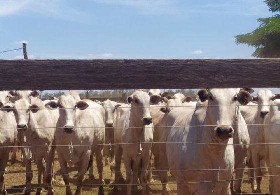  Leilão de Bovinos da APTA em Andradina: Oportunidade Única para Produtores Rurais