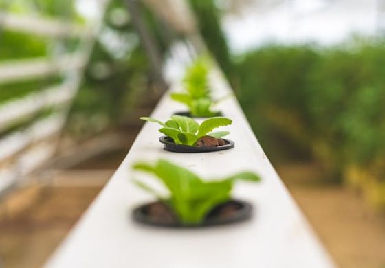 Sebrae e Prefeitura promovem 2º Encontro Coletivo Tendências para a Agropecuária em Araçatuba