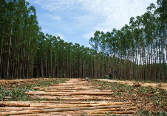 Feirão de empregos da Eldorado Brasil será neste sábado, em Três Lagoas