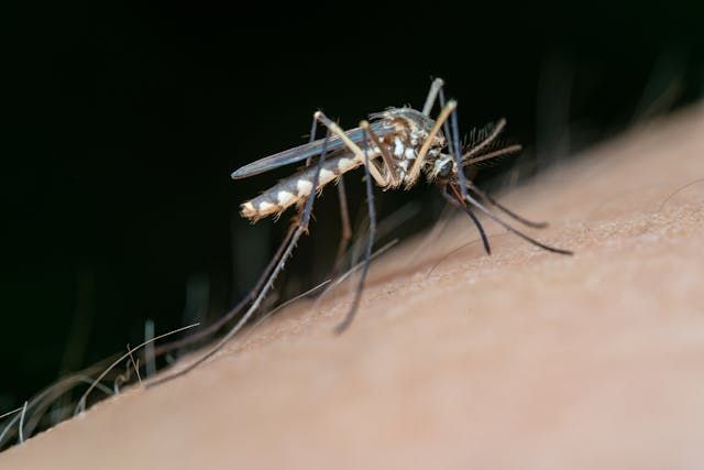 Mosquito da Dengue - Foto: Pexels/Jimmy Chan