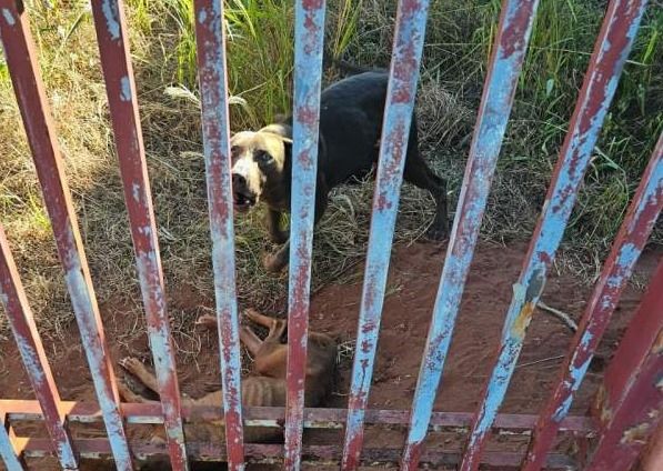 Cães são resgatados em situação crítica em Andradina e tutor é multado em R$ 3 mil por maus-tratos - Cães são resgatados no Jardim Europa Cães são resgatados em situação crítica em Andradina e tutor é multado em R$ 3 mil por maus-tratos - Cães são resgatados no Jardim Europa