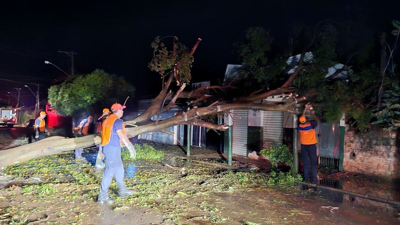 Equipes trabalham para retirada de árvore em Taveira - Foto: Divulgação/Prefeitura