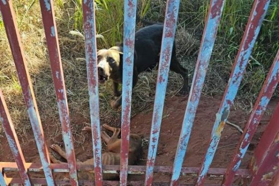Cães são resgatados em situação crítica em Andradina e tutor é multado em R$ 3 mil por maus-tratos