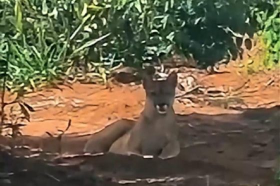 Eldorado Brasil registra 460 espécies de animais silvestres em suas áreas florestais