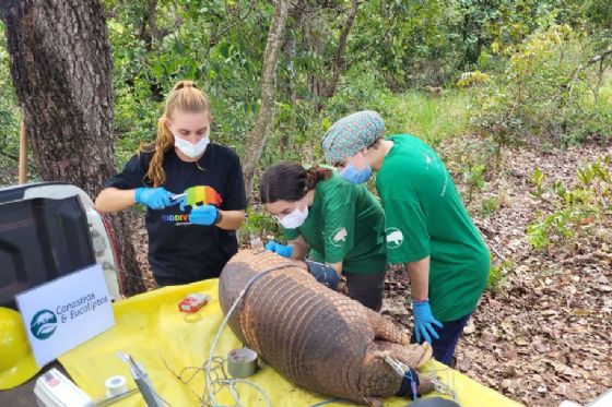 Suzano e ICAS se unem para promover a conservação do tatu-canastra em Mato Grosso do Sul