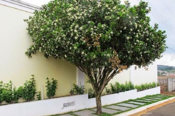 Três Lagoas proíbe plantio e venda de murta para proteger produção de laranja