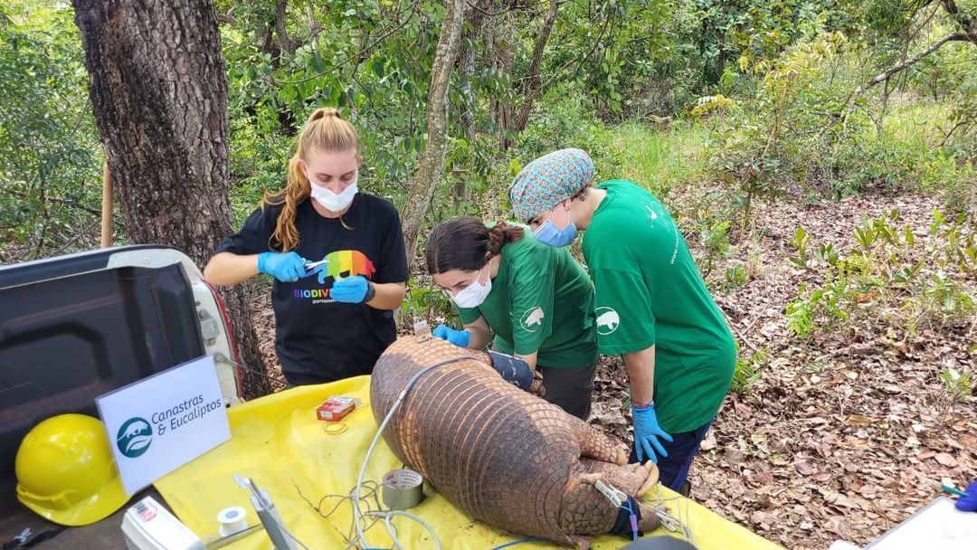 Suzano e ICAS se unem para promover a conservação do tatu-canastra em Mato Grosso do Sul - Projeto “Canastras e Eucaliptos” tem como objetivo monitorar o comportamento do tatu-canastra Suzano e ICAS se unem para promover a conservação do tatu-canastra em Mato Grosso do Sul - Projeto “Canastras e Eucaliptos” tem como objetivo monitorar o comportamento do tatu-canastra