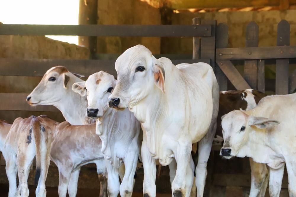 Produtores rurais devem atualizar rebanhos até 7 de junho em São Paulo - Devem ser atualizados, além dos bovídeos, os rebanhos de búfalos, equinos, asininos, muares, suínos, ovinos, caprinos, aves, peixes e outros animais aquáticos, colmeias de abelhas e bicho da seda. Produtores rurais devem atualizar rebanhos até 7 de junho em São Paulo - Devem ser atualizados, além dos bovídeos, os rebanhos de búfalos, equinos, asininos, muares, suínos, ovinos, caprinos, aves, peixes e outros animais aquáticos, colmeias de abelhas e bicho da seda.