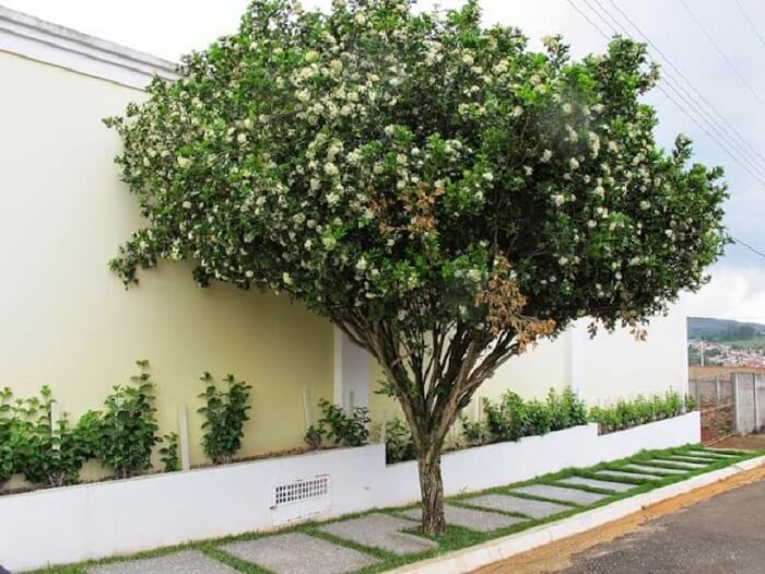 Três Lagoas proíbe plantio e venda de murta para proteger produção de laranja - Três Lagoas sanciona lei que proíbe plantio da espécie Murta para previnir doenças na citricultura
