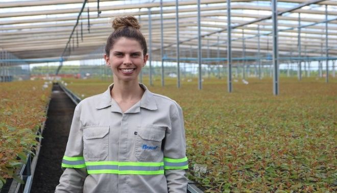 MS Florestal inicia colheita em Água Clara e sinaliza expansão do setor de celulose em MS