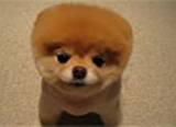 Boo, o cachorro mais fofo do mundo