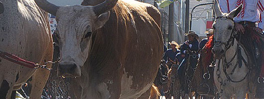 Andradina é superada na região em nº de bovinos