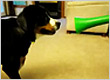 Cachorro x Vuvuzela
