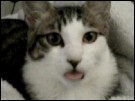 Gato engraçado