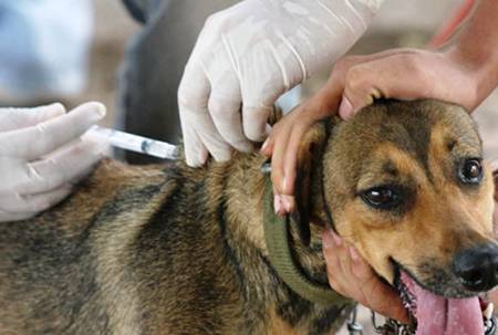Saúde Animal!: Vacinação contra raiva começa em julho - Saúde Animal!: Vacinação contra raiva começa em julho -