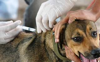 Saúde Animal!: Vacinação contra raiva começa em julho