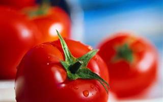 Tomate agroecológico custa 84% menos para ser produzido, mostra estudo