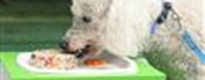 Restaurante só para cães 