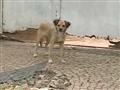 Abandono de cães aumenta no final do ano