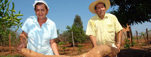 Ilha Solteira: agricultor colhe mandioca gigante