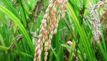 Cadeia produtiva do arroz define políticas para próximos cinco anos