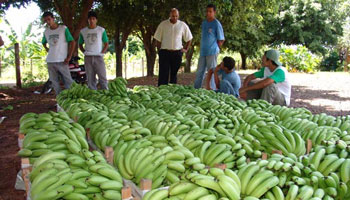 Ilha Solteira: Projeto faz a sua primeira colheita de bananas