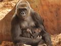 Zoo de Budapeste apresenta bebê gorila