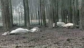 Frio de 3 graus mata bois no município de Antônio João- MS