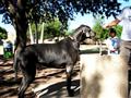 Cachorro gigante vira celebridade