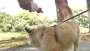 Tenha um cão e comece a se exercitar