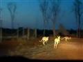 Cangurus viram praga na Austrália