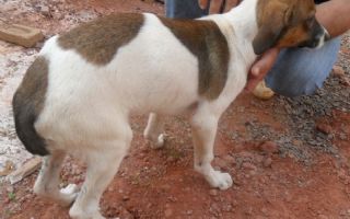 Homem alcoolizado corta rabo de cachorro "para deixá-lo mais bonito" em Jabotical 