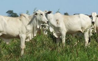 Vacinação contra brucelose começa dia 1º em Andradina