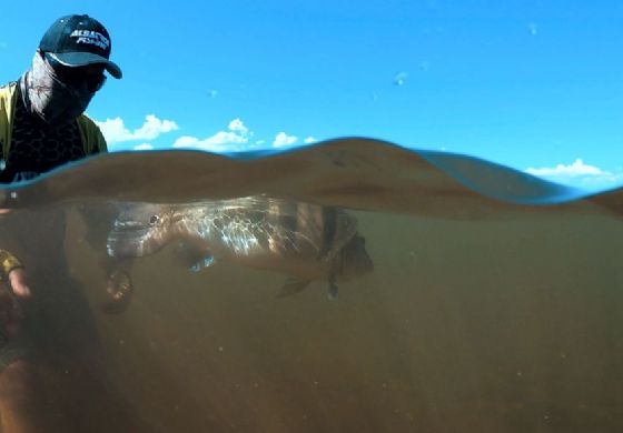 Torneio de pesca do pacu da estância  turística de Ilha Solteira