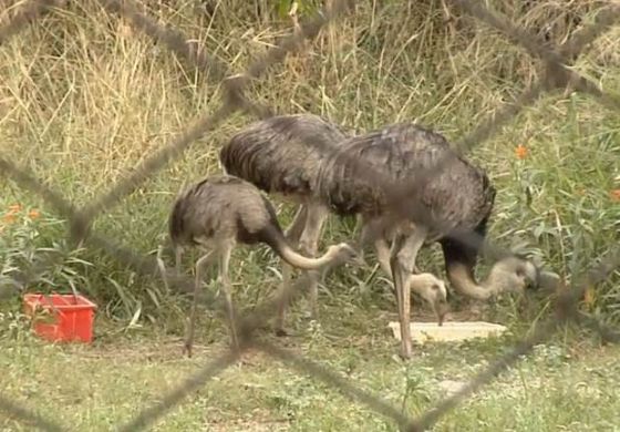 MP estuda transferência de animais de zoo onde ema foi esquartejada