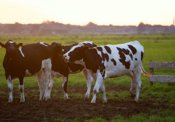 Projeto abre crédito  para pequenos e médios produtores rurais