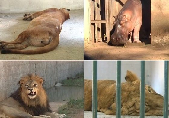 Mortes de nove animais "esvaziam" zoológico em Araçatuba