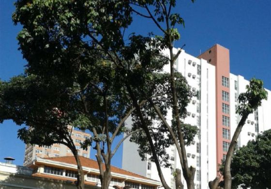 Inscrições para curso gratuito de podador de árvores estão abertas em Andradina