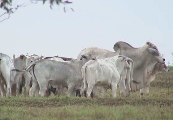 Pecuaristas comemoram volta da chuva na região noroeste paulista