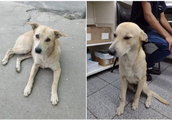 Cachorro é resgatado após passar dias em frente a hospital onde dono morreu em São Paulo