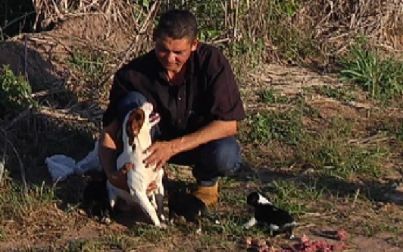 Cadela cruza cidade do interior de SP com carne na boca para dar a filhotes