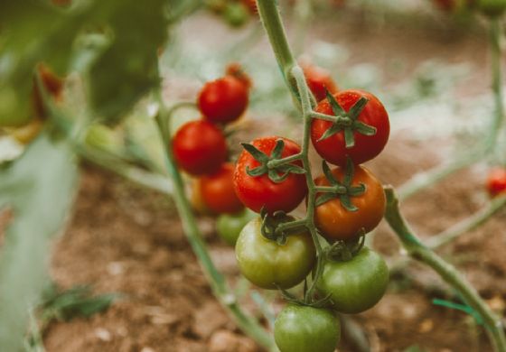 Tomate: geada e frio diminuem oferta; preços sobem