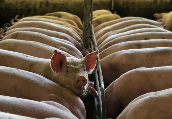 Suíno: vivo se valoriza, mas preços da carne recuam