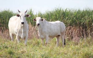 Pequenos criadores podem vacinar gado gratuitamente  contra  brucelose em Andradina