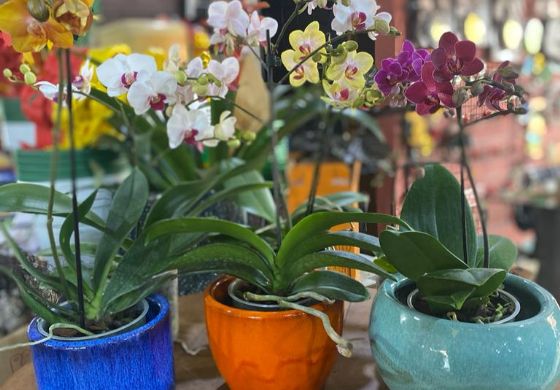 Floricultura Ishida Casa e Jardim se destaca como a melhor loja em atendimento e honestidade da região