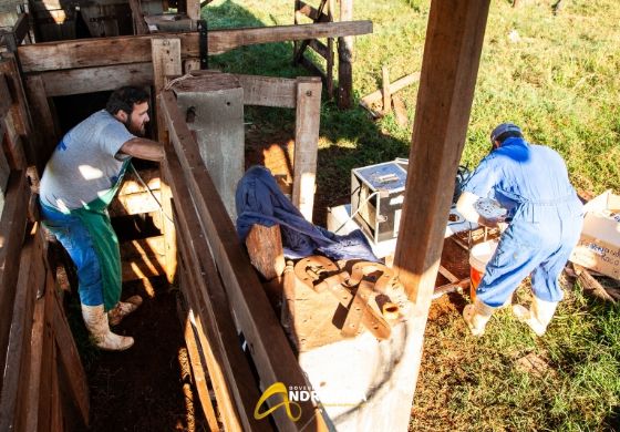 Programa Pecuária Brasil leva melhoramento genético à comunidade rural de Andradina