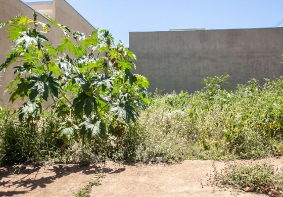 Andradina notifica 90 terrenos por mato alto no Alto dos Ipês