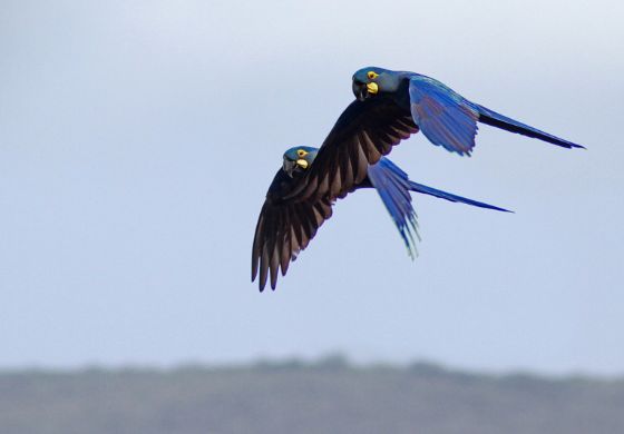 Arara em extinção é devolvida ao Brasil após ser contrabandeada para a Argentina