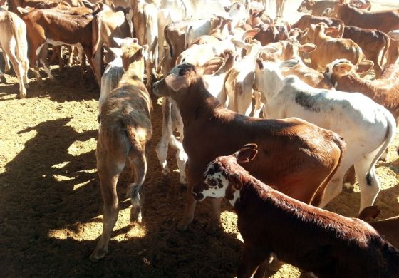 Programa Mais Pecuária Brasil foi lançado nesta quarta